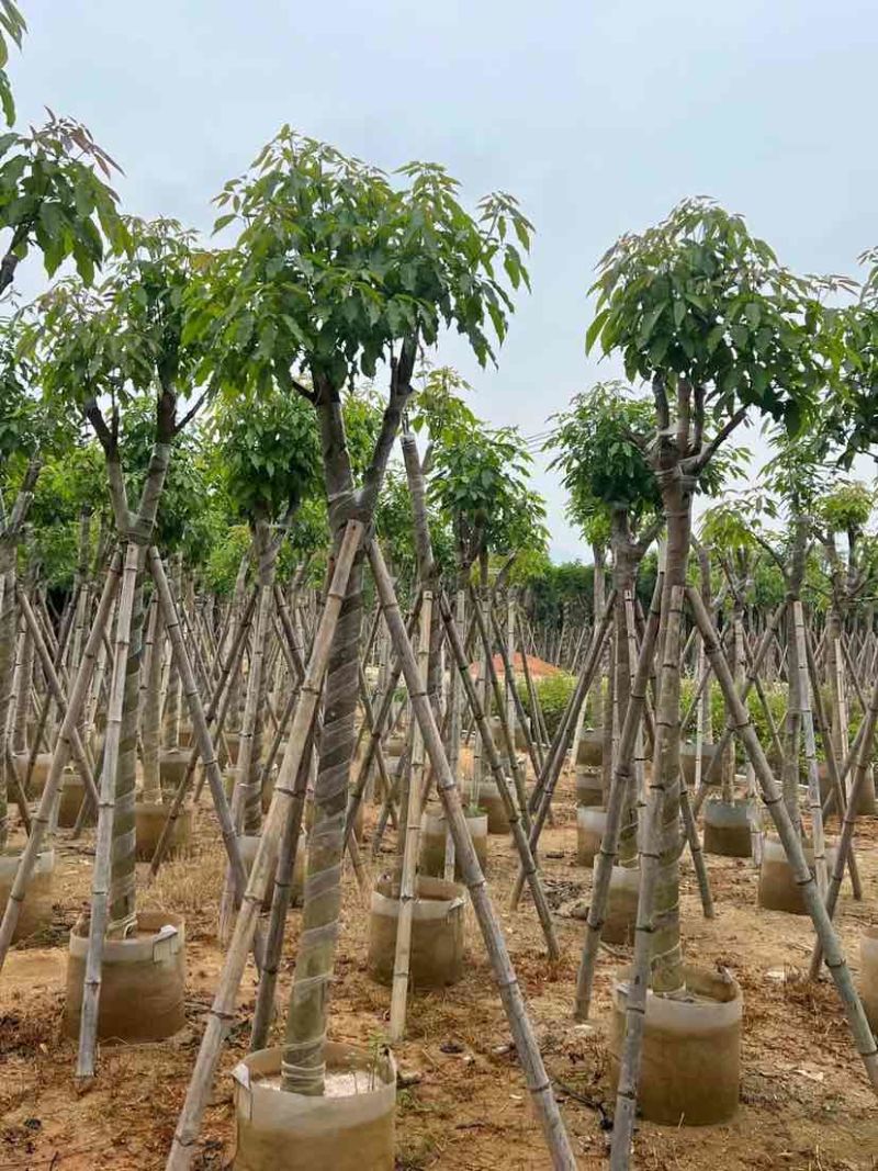 紫花绣球风铃木8～20公分基地大小规格齐全欢迎老板来电