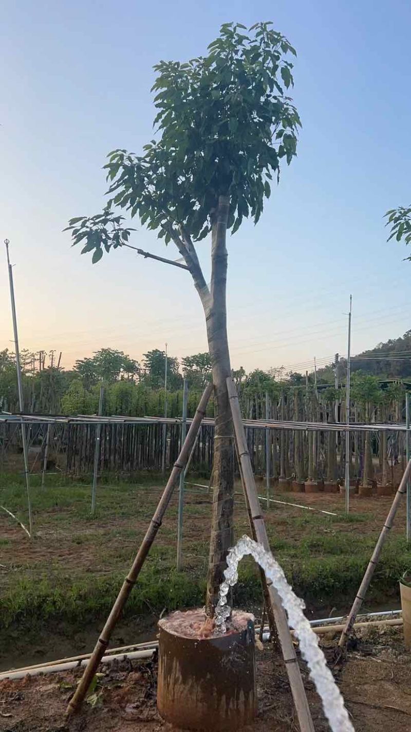 紫花绣球风铃木8～20公分基地大小规格齐全欢迎老板来电