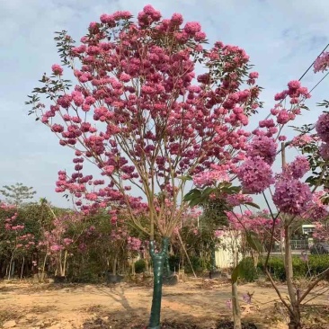 紫花绣球风铃木8～20公分基地大小规格齐全欢迎老板来电