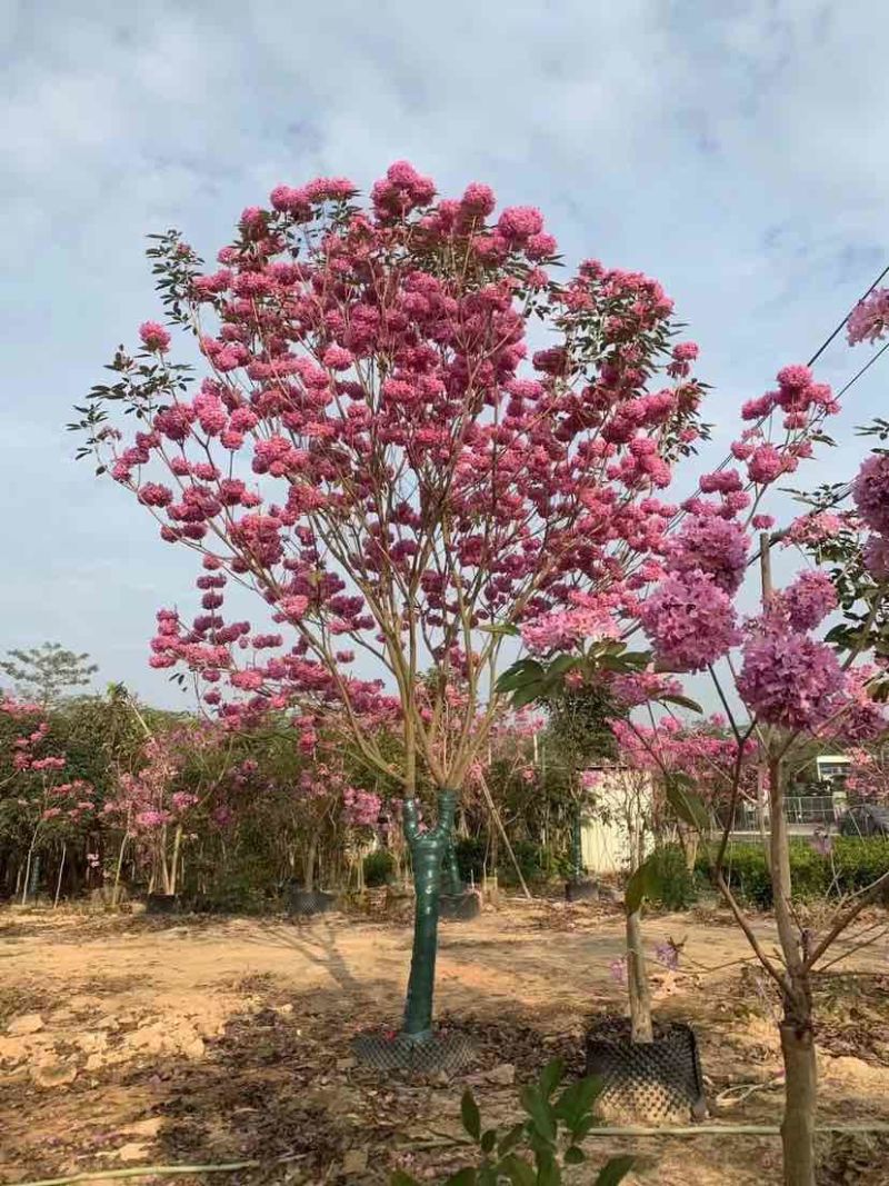 紫花绣球风铃木8～20公分基地大小规格齐全欢迎老板来电