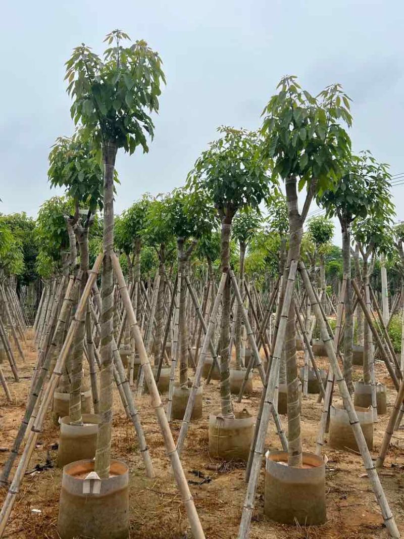 紫花绣球风铃木8～20公分基地大小规格齐全欢迎老板来电