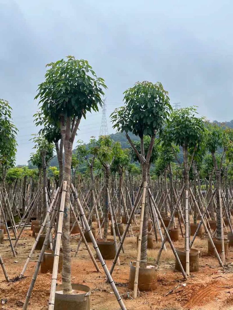 紫花绣球风铃木8～20公分基地大小规格齐全欢迎老板来电