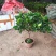 棒棒糖栀子花基地直销规格齐全欢迎老板来电咨询合作