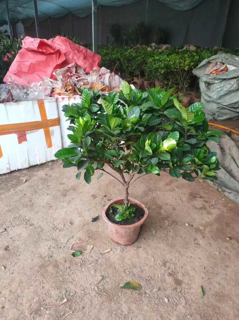 棒棒糖栀子花基地直销规格齐全欢迎老板来电咨询合作