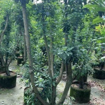 杨梅果苗3～15公分基地直销大小规格齐全欢迎老板来电咨询