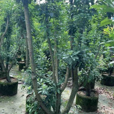 杨梅果苗3～15公分基地直销大小规格齐全欢迎老板来电咨询