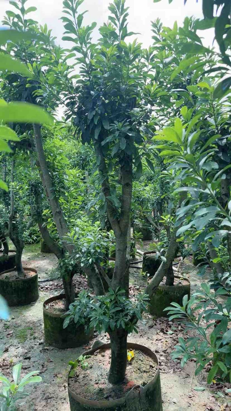 杨梅果苗3～15公分基地直销大小规格齐全欢迎老板来电咨询