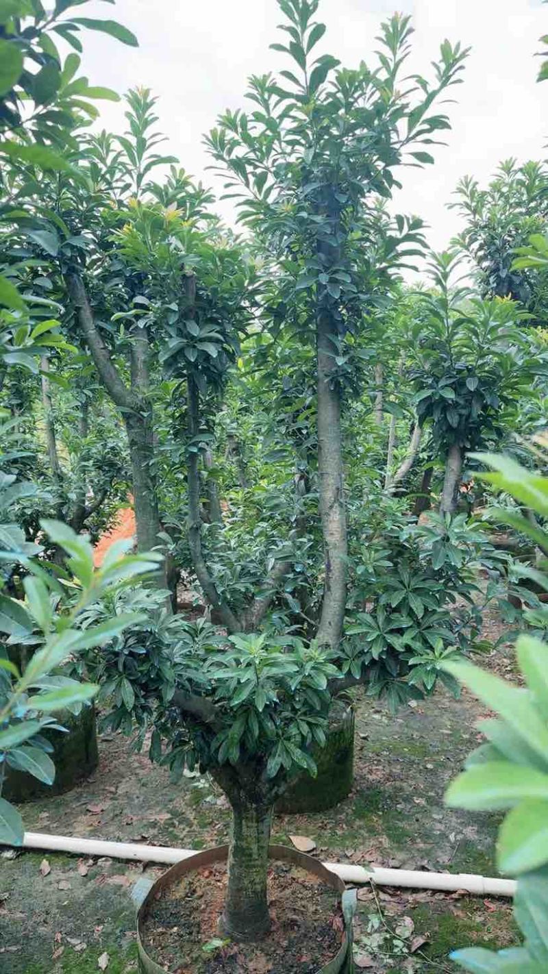 杨梅果苗3～15公分基地直销大小规格齐全欢迎老板来电咨询