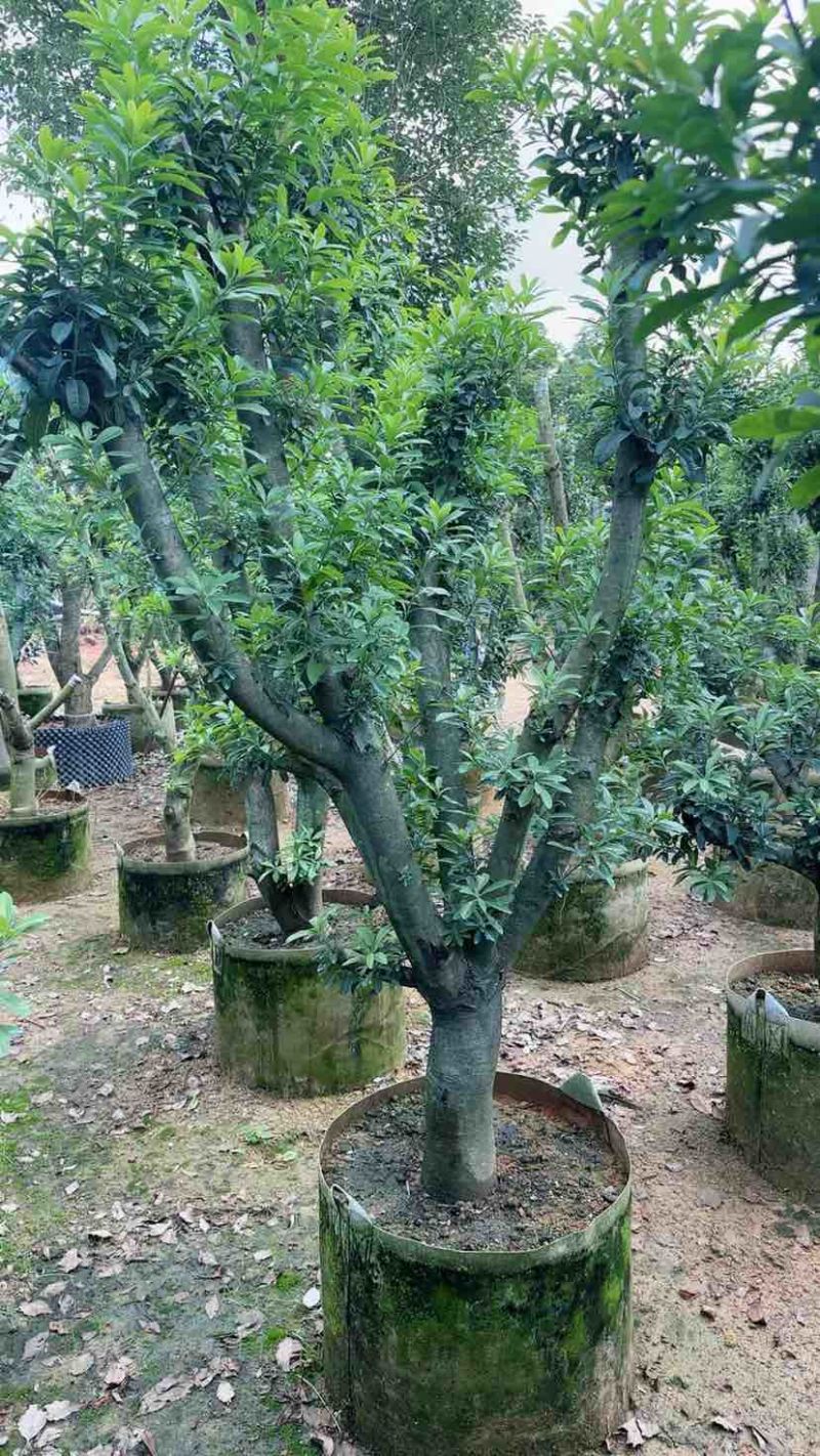 杨梅果苗3～15公分基地直销大小规格齐全欢迎老板来电咨询