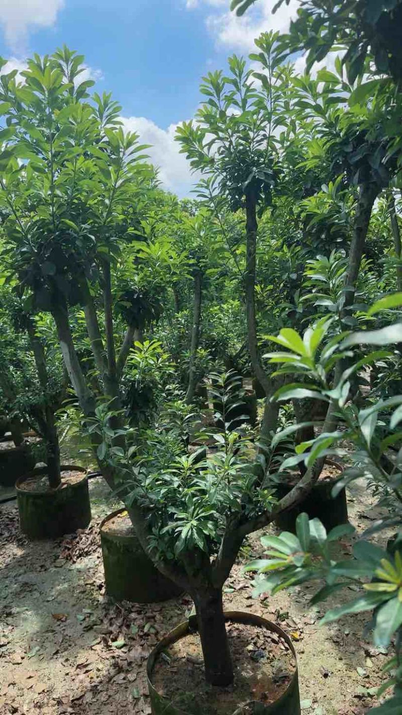 杨梅果苗3～15公分基地直销大小规格齐全欢迎老板来电咨询
