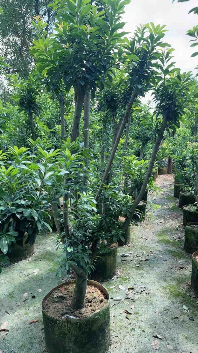 杨梅果苗3～15公分基地直销大小规格齐全欢迎老板来电咨询