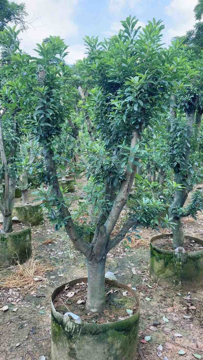 杨梅果苗3～15公分基地直销大小规格齐全欢迎老板来电咨询