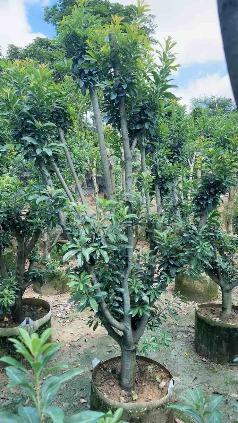 杨梅果苗3～15公分基地直销大小规格齐全欢迎老板来电咨询