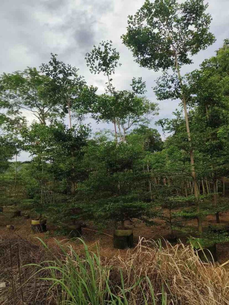 小叶榄仁树原生苗5～20公分基地直销大小规格齐全