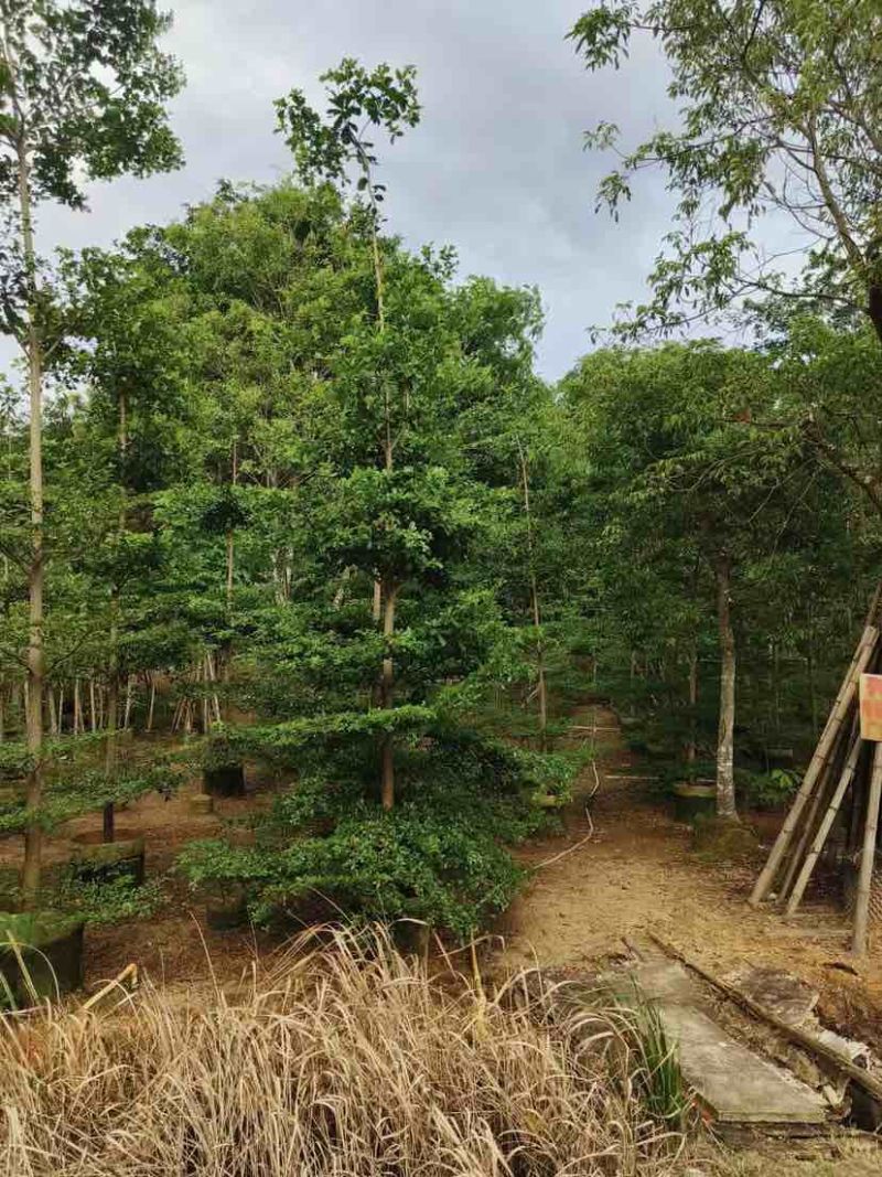 小叶榄仁树原生苗5～20公分基地直销大小规格齐全