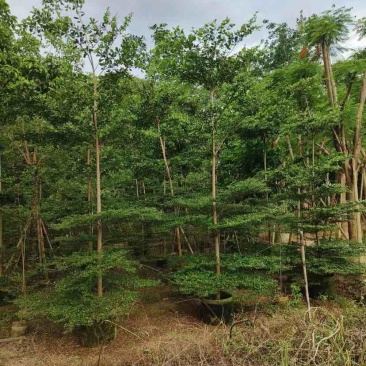 小叶榄仁树原生苗5～20公分基地直销大小规格齐全