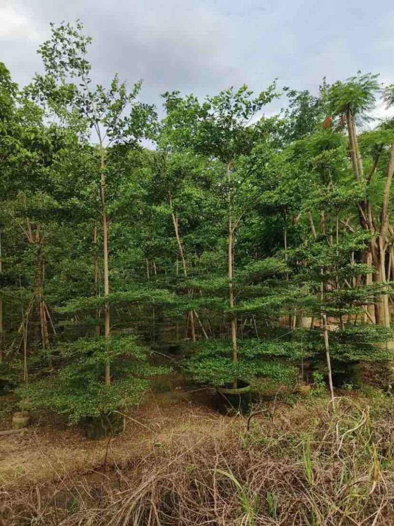 小叶榄仁树原生苗5～20公分基地直销大小规格齐全
