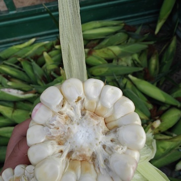 精品花玉米
