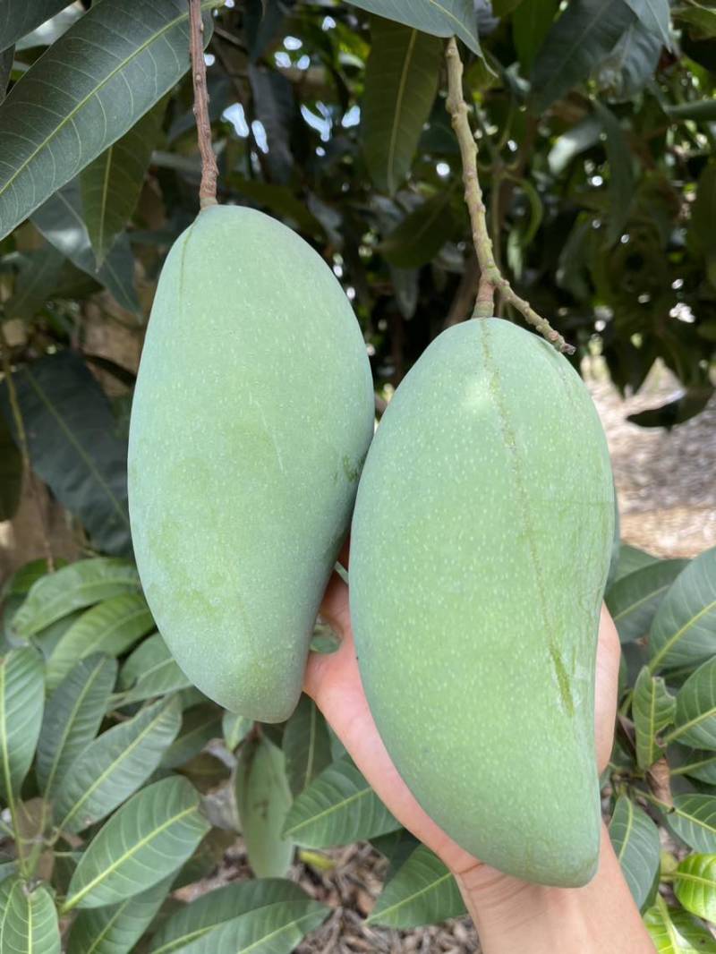 广西青皮金煌芒果产地批发