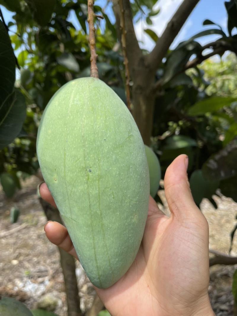 广西青皮金煌芒果产地批发