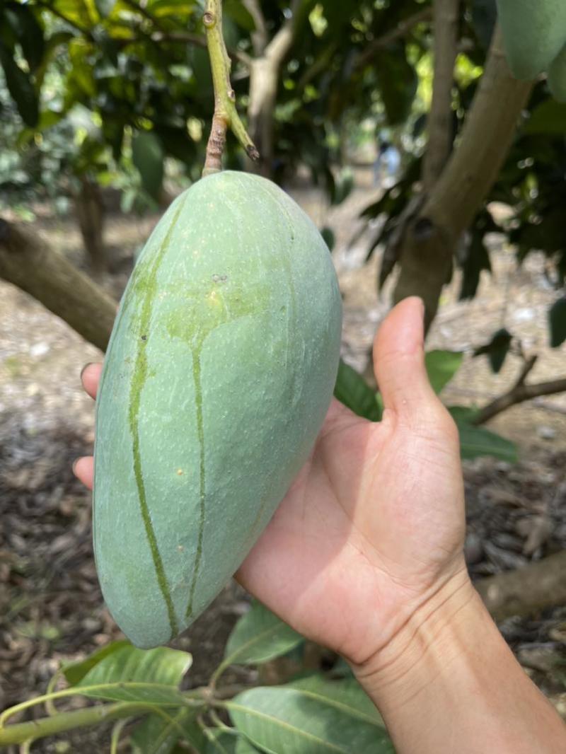 广西青皮金煌芒果产地批发