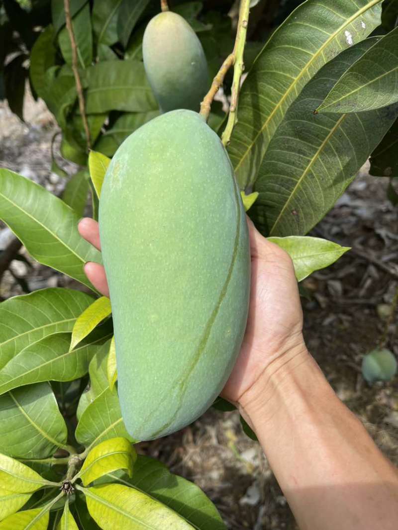 广西青皮金煌芒果产地批发