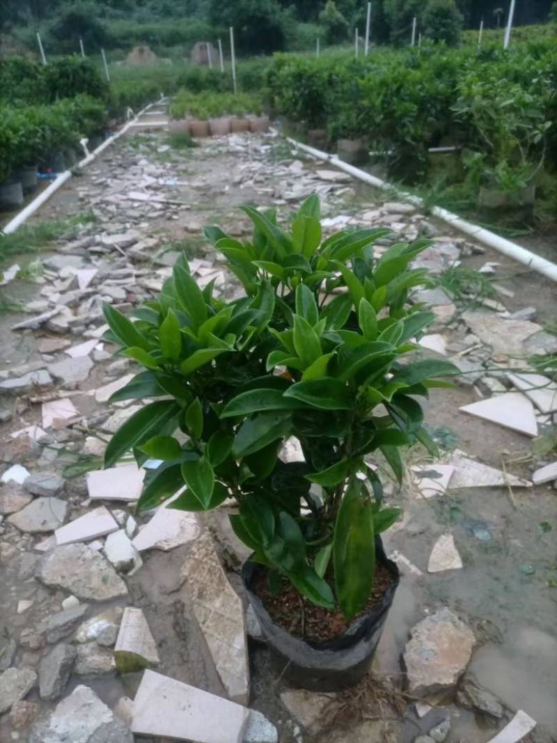 非洲茉莉各种规格低价出售