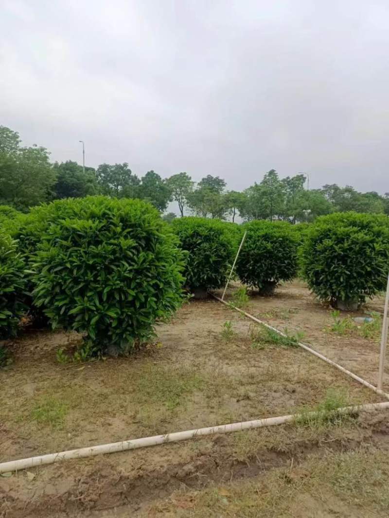 非洲茉莉各种规格低价出售