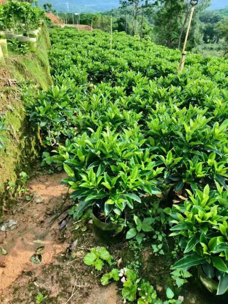 非洲茉莉各种规格低价出售