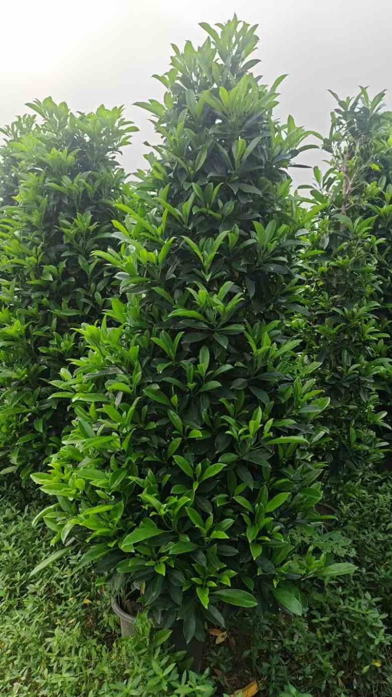 非洲茉莉各种规格低价出售