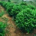 非洲茉莉各种规格低价出售