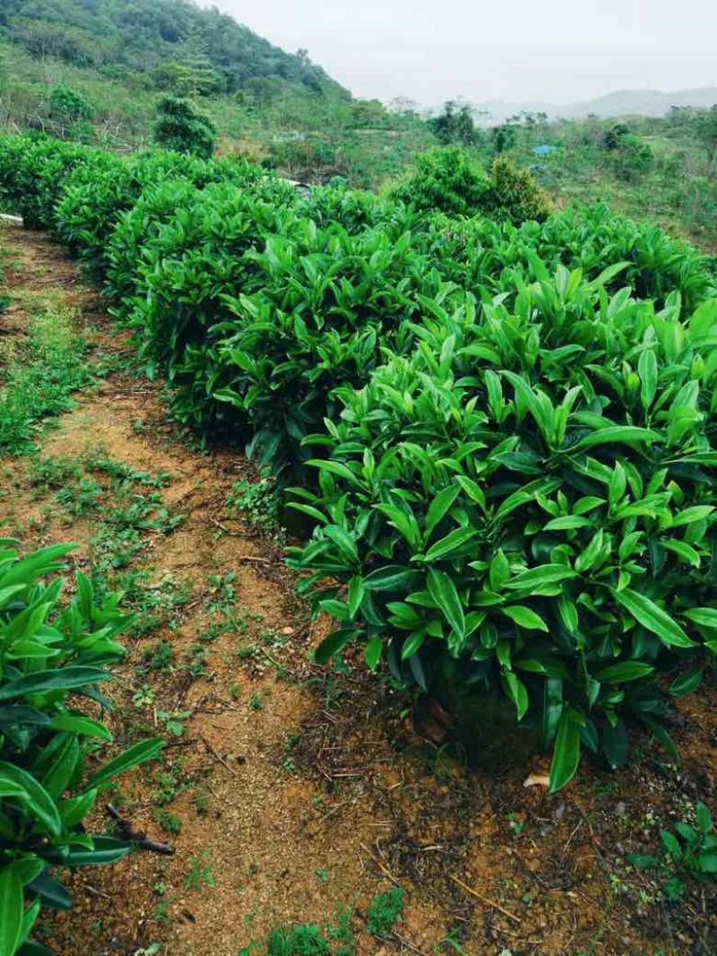 非洲茉莉各种规格低价出售