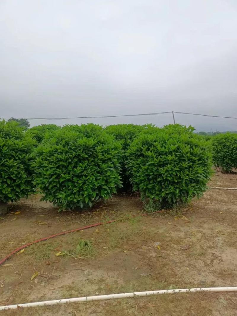 非洲茉莉各种规格低价出售