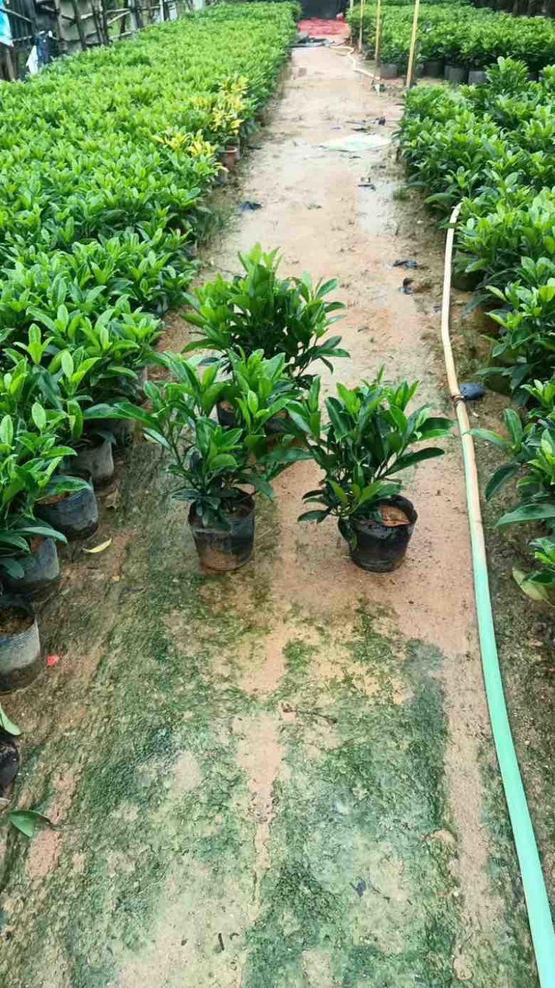 非洲茉莉各种规格低价出售