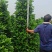 非洲茉莉各种规格低价出售