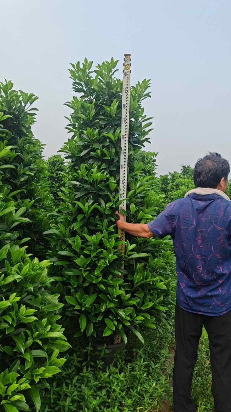 非洲茉莉各种规格低价出售