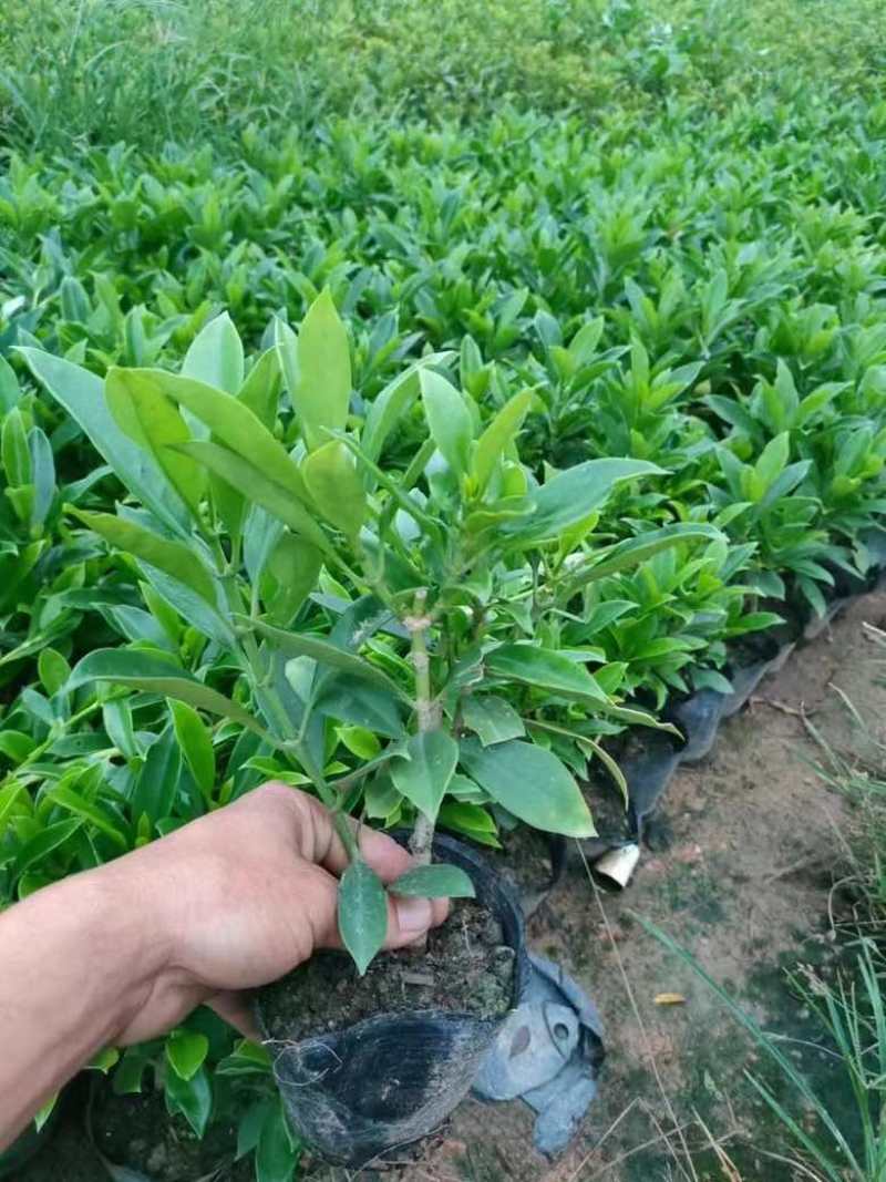 非洲茉莉各种规格低价出售