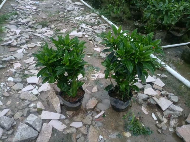 非洲茉莉各种规格低价出售