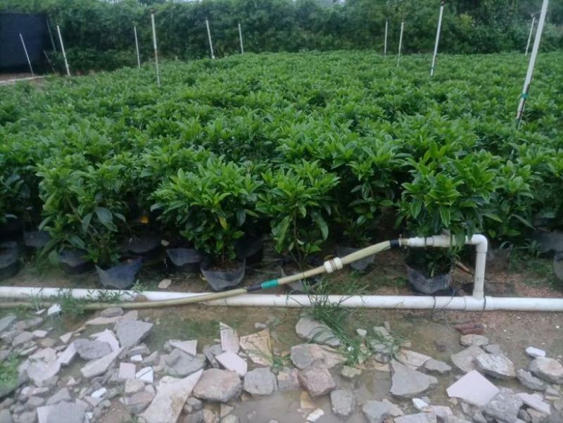 非洲茉莉各种规格低价出售