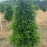 非洲茉莉各种规格低价出售