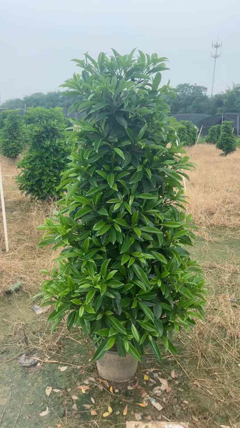 非洲茉莉各种规格低价出售