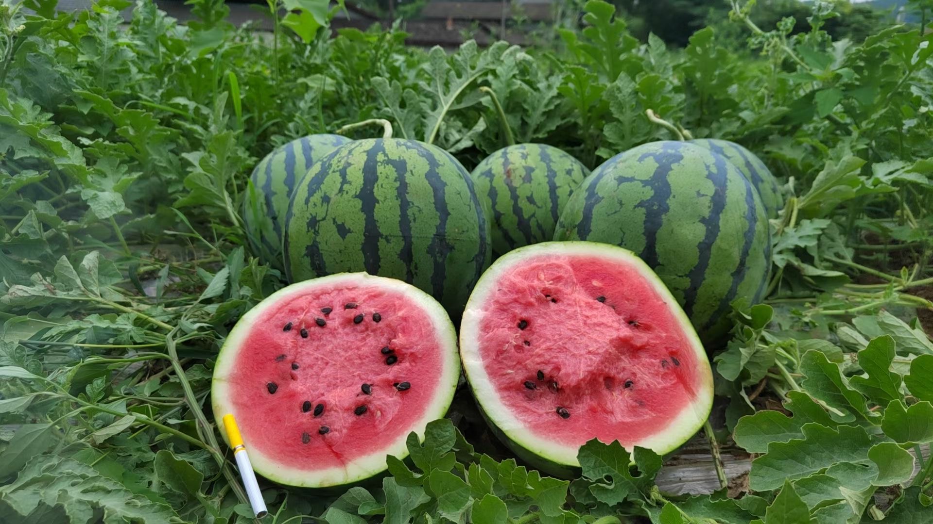 未成熟与成熟美都西瓜对比图