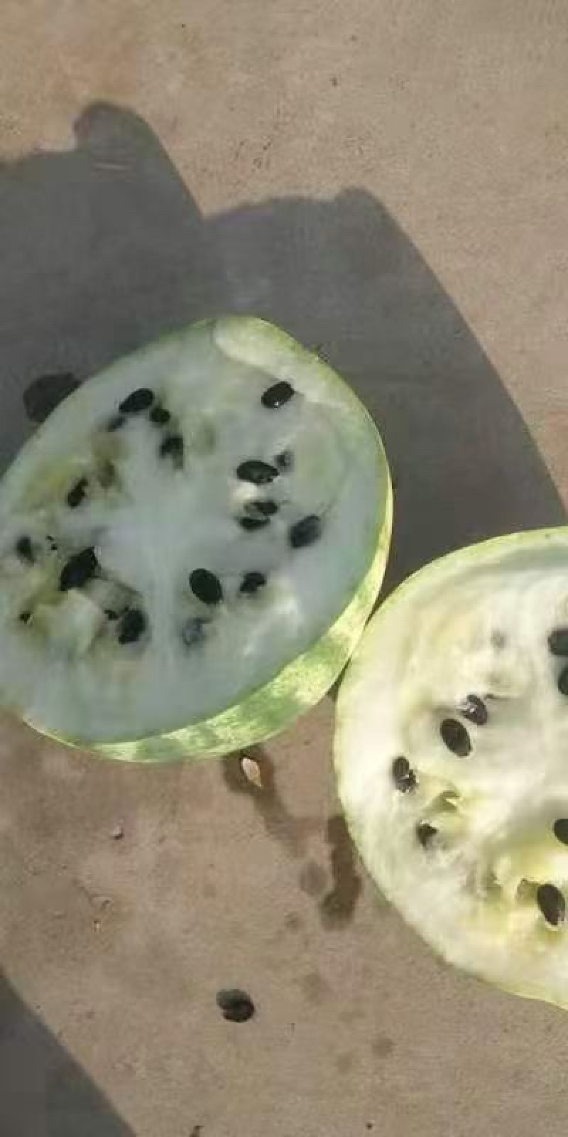 货源多多什么品种都有大小都有要的老板快来订吧