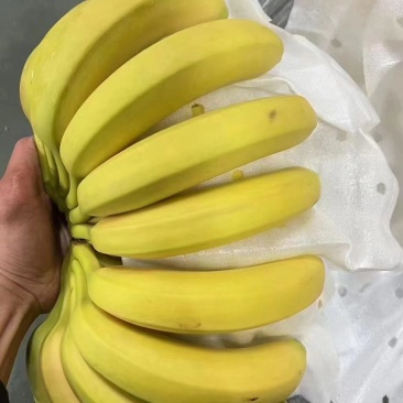 特价精品二黄蕉，色泽金黄，规模4-5-6，口感软糯香甜。