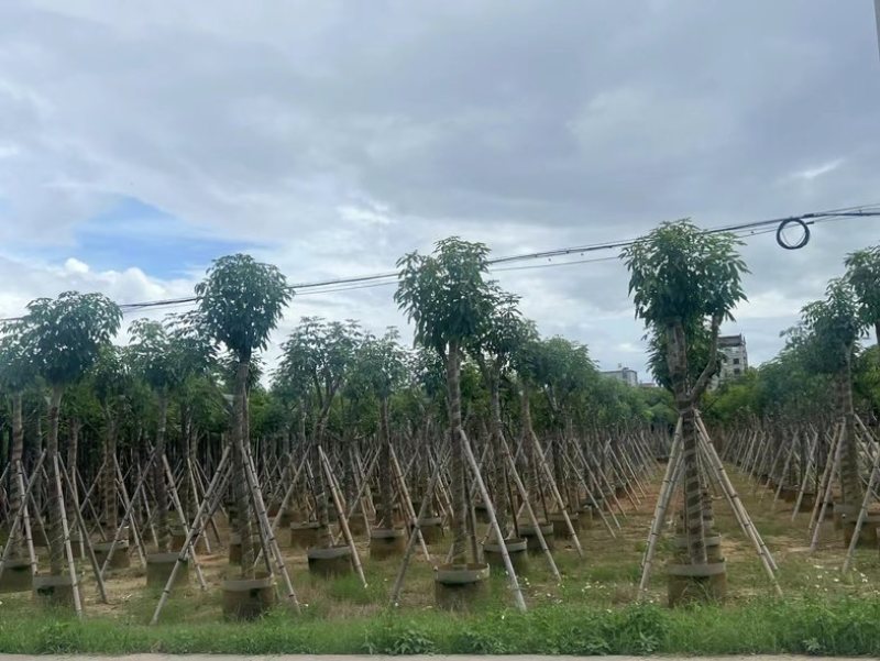 绣球紫花风铃木8～15公分基地直销规格齐全欢迎老板来电