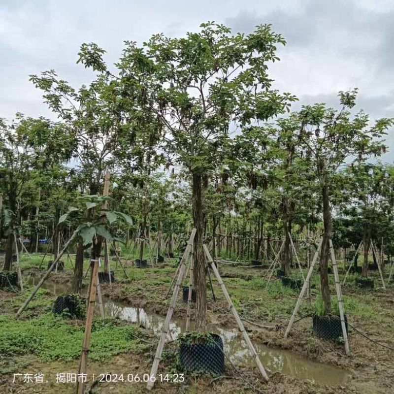 黄花风铃木各种规格低价出售