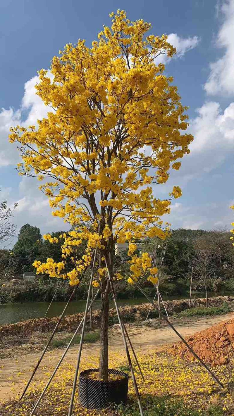 黄花风铃木各种规格低价出售
