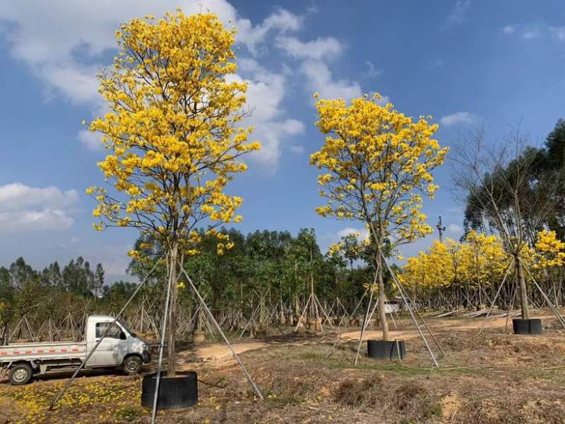 黄花风铃木各种规格低价出售