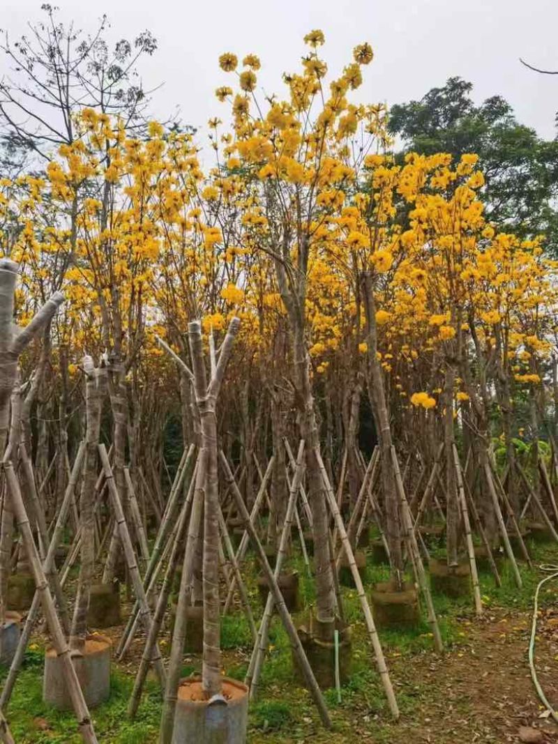 黄花风铃木各种规格低价出售