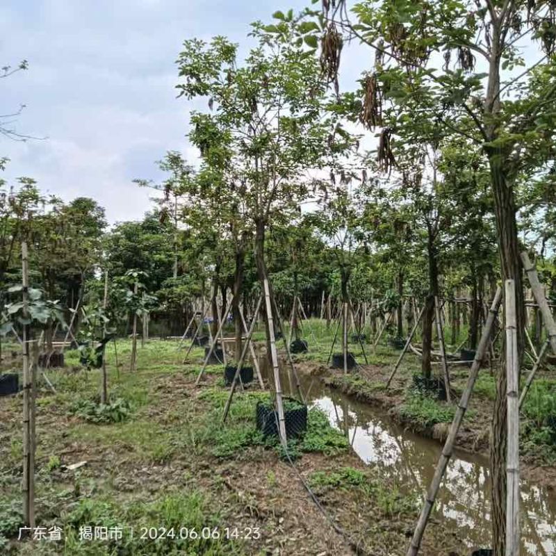 黄花风铃木各种规格低价出售